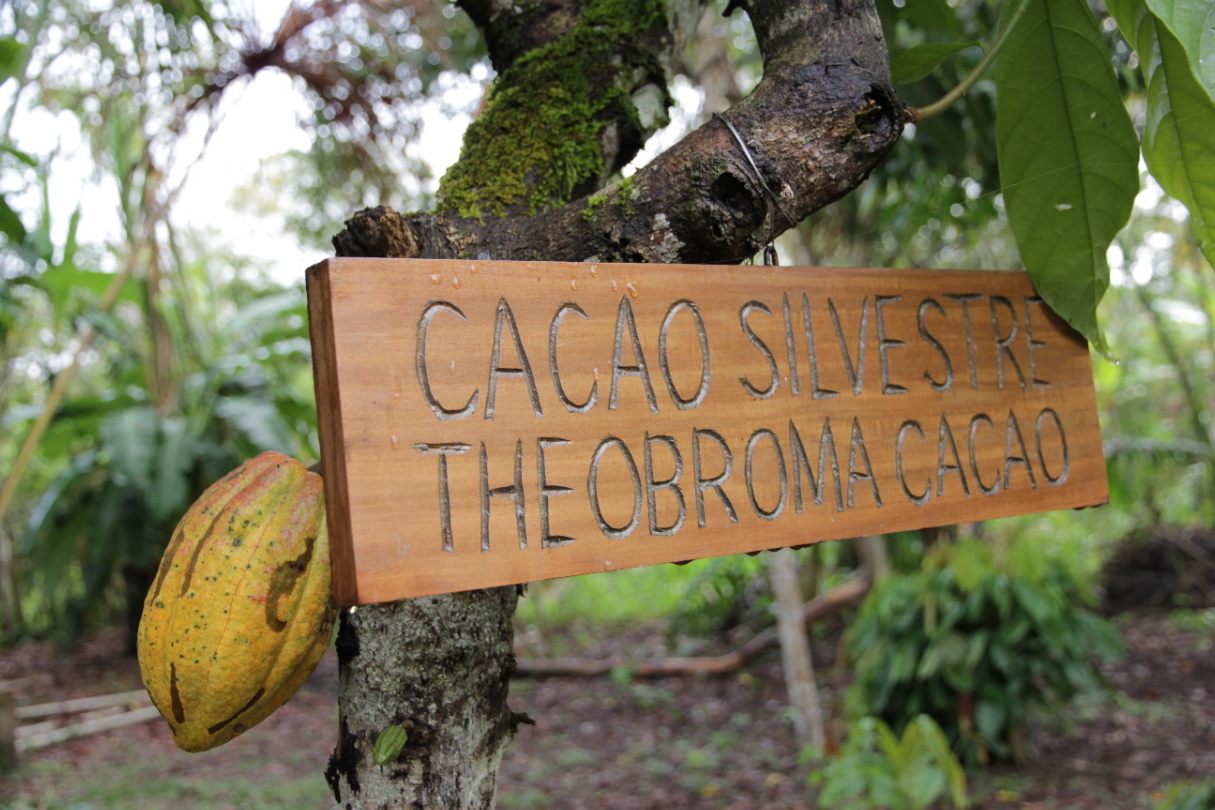 Theobroma Cacao