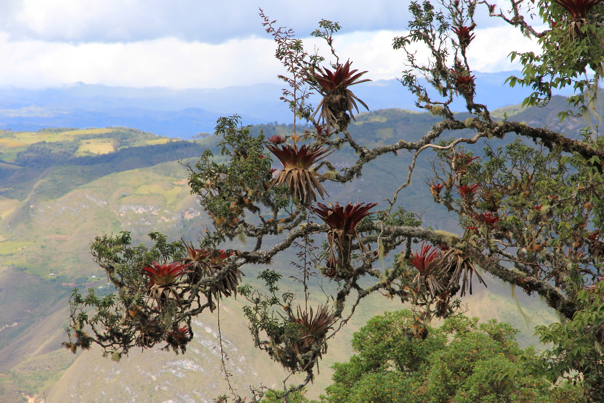 Bromelien