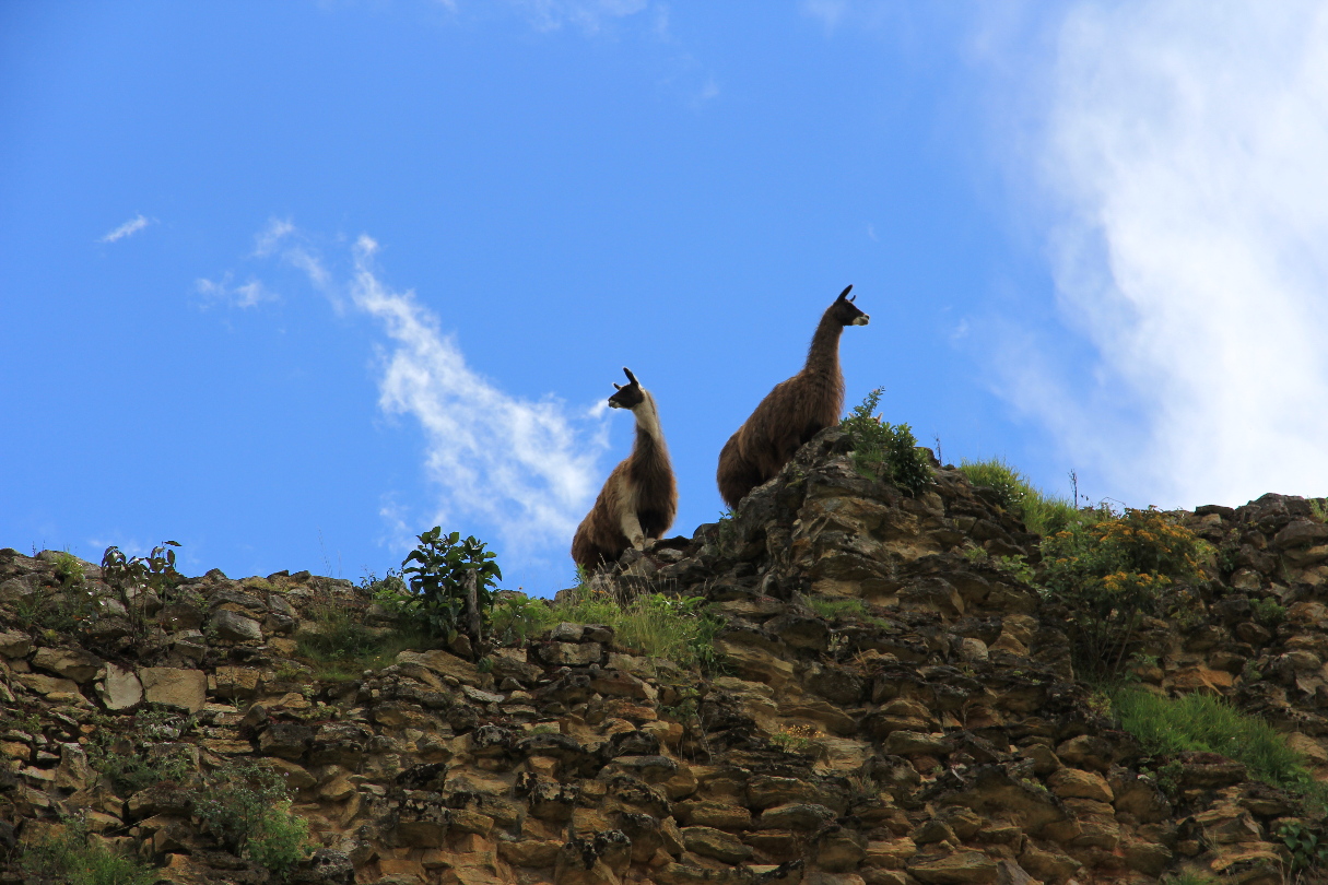 Lamas in Kuelap