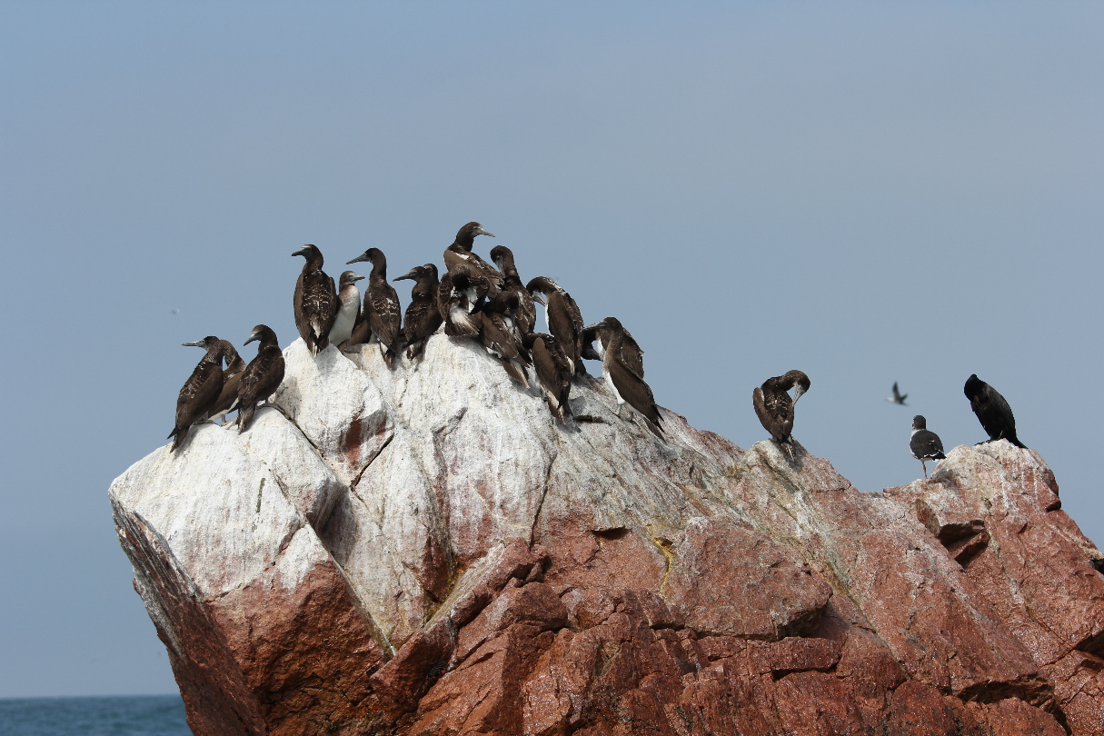 Seevögel auf den Ballestas-Inseln