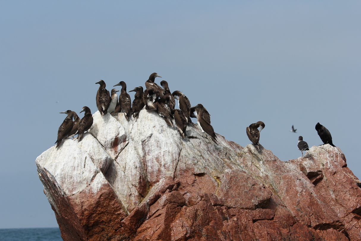 Seevgel auf den Ballestas-Inseln