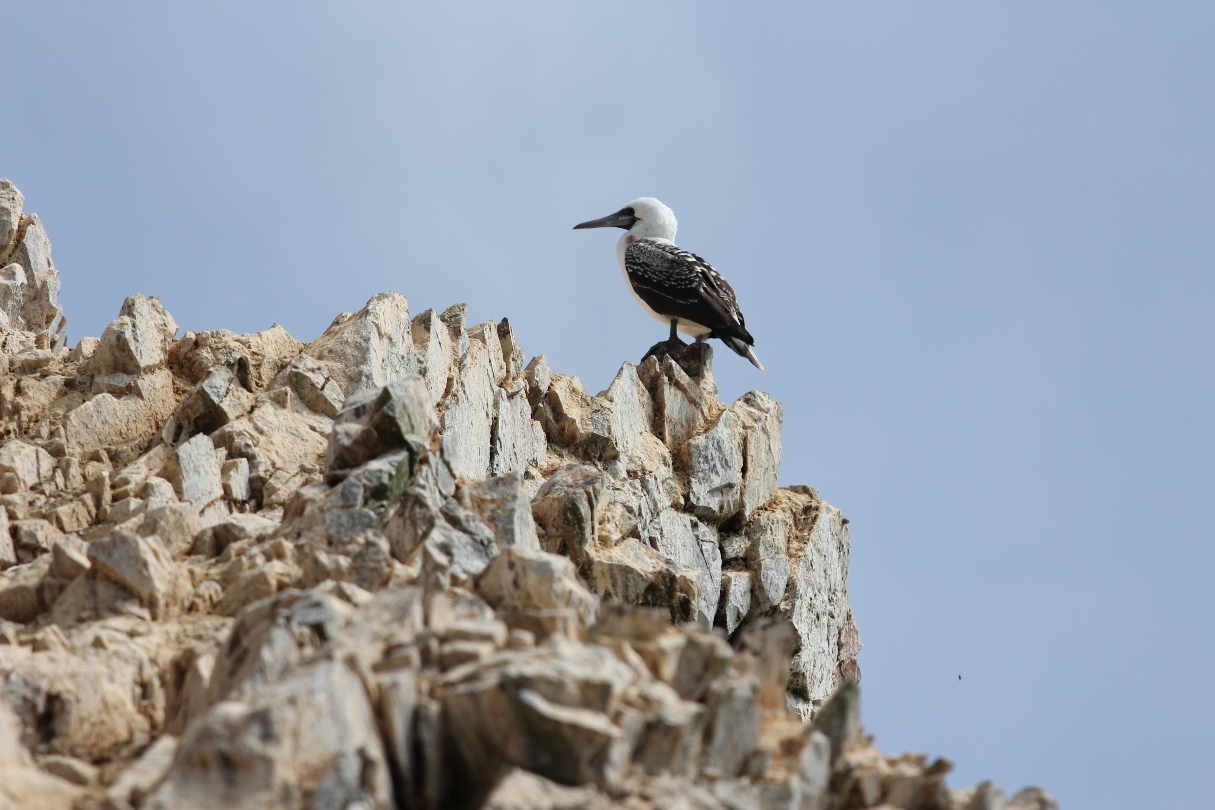 Guano-Tlpel