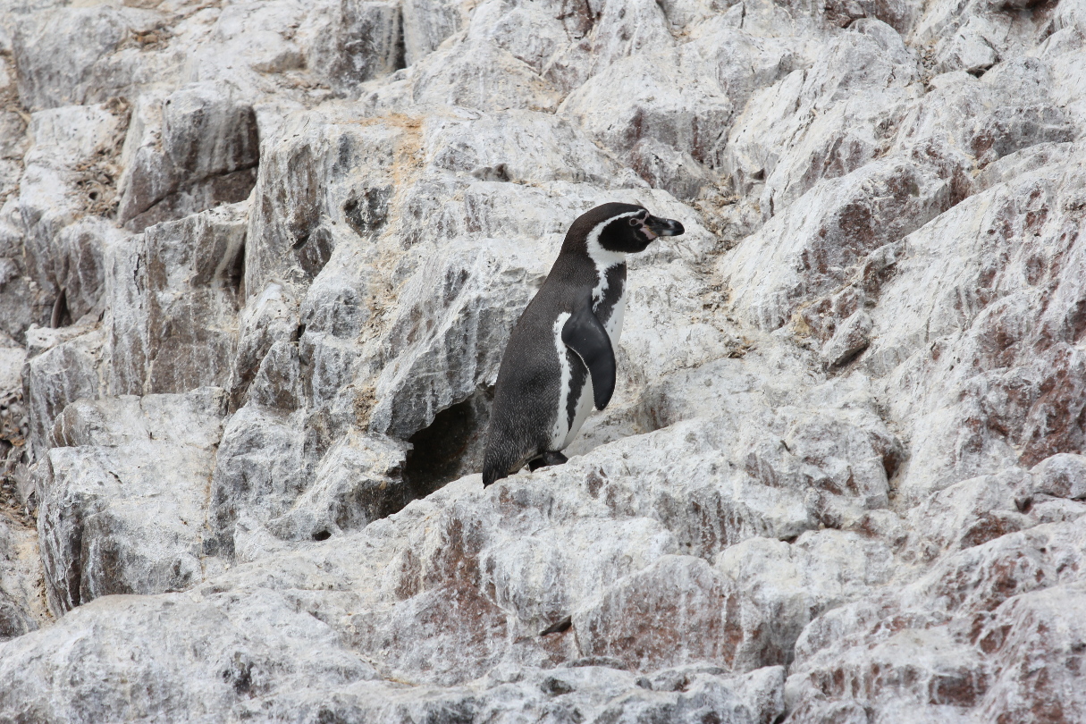 Humboldt-Pinguin