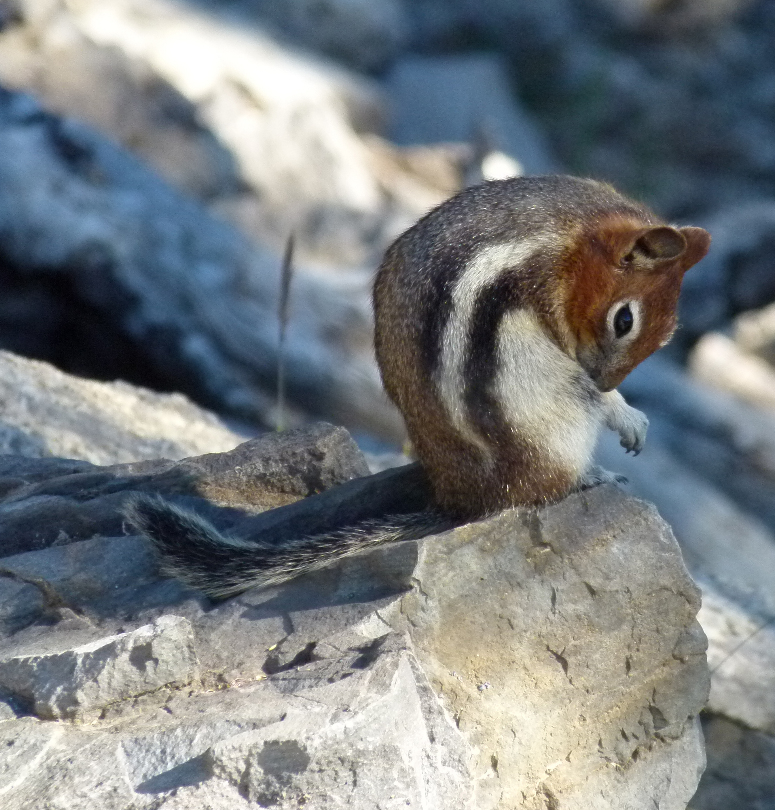 Banff: Squirrel auf dem Sulphur Mountain