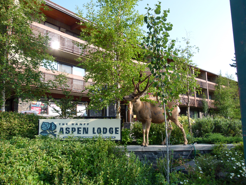 Banff: Ein Hirsch vor dem Hotel.