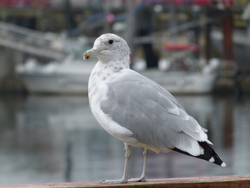 Mwe im Rushbrook Hafen