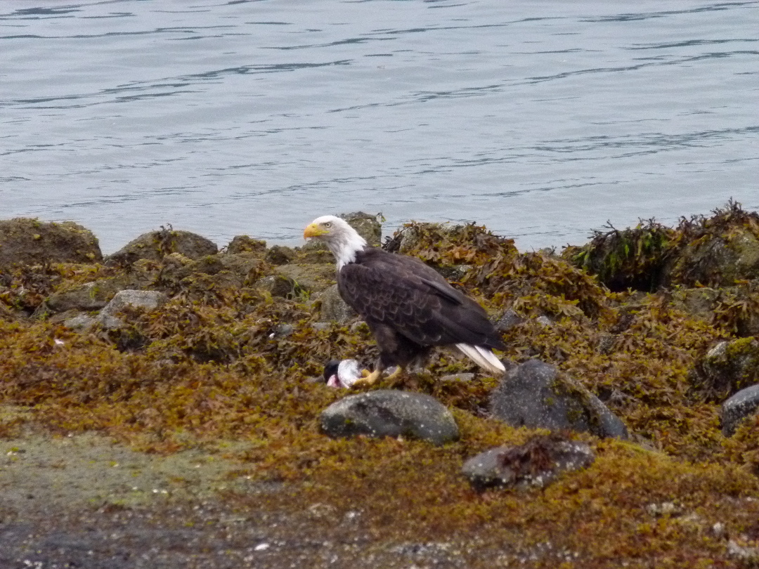 Weisskopfseeadler