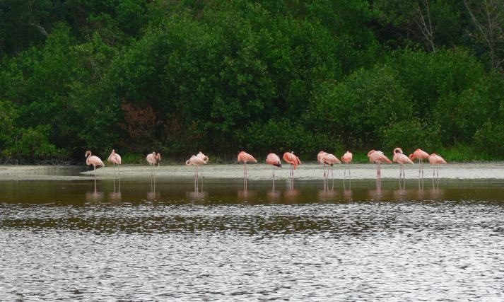 Flamingos