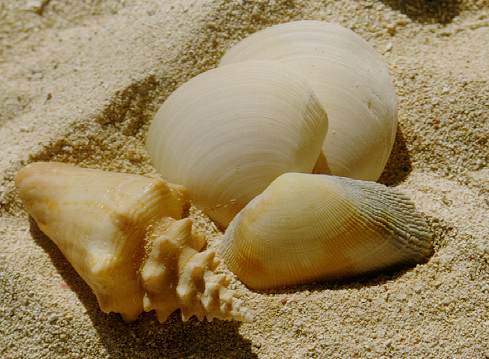 Strandstillleben