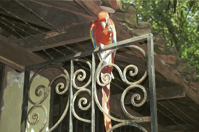 Papagei am Eingang der Ausgrabungssttte von Antje Baumann